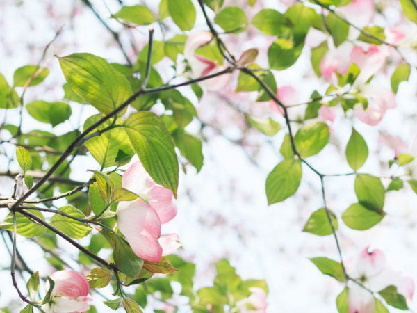 孤岛惊魂4 支线攻略，孤岛惊魂4：完美收集支线攻略